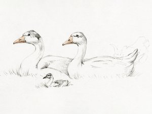 Dos gansos con un polluelo (1775-1833) de Jean Bernard