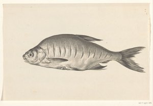 Pescado, acostado a la izquierda, con muescas.