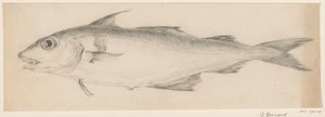 Pescado, a la izquierda de Jean Bernard