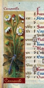 Botánica: manzanilla con mariquita y libélula. Miniatura de "Las Grandes Horas de Ana de Bretaña" por Jean Bourdichon (1457-1521)