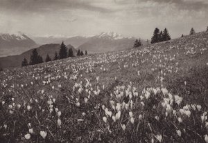 Rigi Kaltbad, primavera (foto b/n)