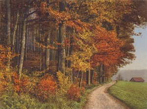 Suiza: Bosques de otoño (foto en color)
