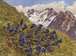 Suiza: Genciana (foto en color)