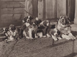 Suiza: Los famosos perros San Bernardo (foto b/n)