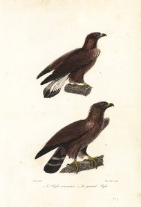 Águila real, Aquila chrysaetos. de Jean Gabriel (after) Pretre