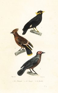 El myna de la colina, el waxwing de Bohemia y el coleto. de Jean Gabriel (after) Pretre