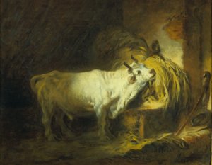 El toro blanco en el establo