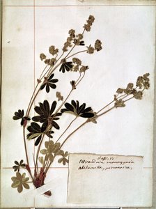 Alchemilla, de un Herbario