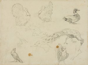 Bocetos de aves de Jean Louis André Théodore Géricault