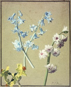 Un Jacinto Azul y uno Lavanda, y un Narciso Amarillo, c.1805 de Jean Louis Prevost