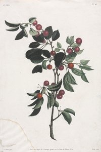 Colección de Flores y Frutas: Ramas de Cerezos Tempranos