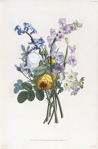 Narcisos, Rosa, Jacinto, 1805 de Jean Louis Prevost