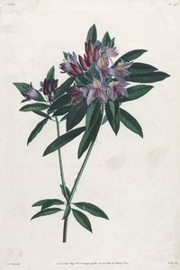 Rhododendron Póntico, 1805 de Jean Louis Prévost.