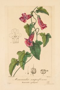 Flore des Jardiniers, Amateurs et Manufacturiers: Maurandia semperflorens de Jean Pierre Frederic Barrois