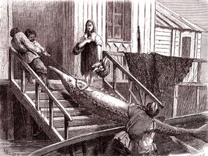 La pesca del esturión en el río Volga, Rusia. 1867 (grabado)