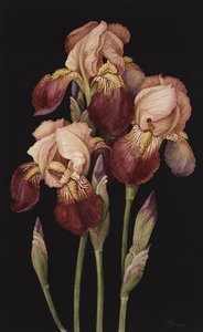 Iris, 2004 de Jenny Barron