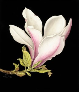 Magnolia de Jenny Barron