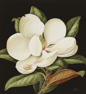 Magnolia Grandiflora, 2003 de Jenny Barron