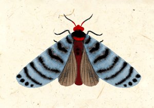 Polilla rayada, 2024 (acuarela sobre papel) de Jenny Frean