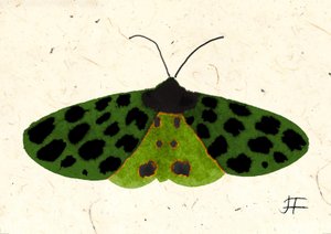 Polilla tigre, 2024 (acuarela sobre papel)