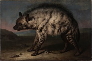 La hiena en el zoológico de Frederiksberg Slot de Jens Juel