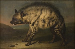 La hiena en el zoológico de Frederiksberg Slot