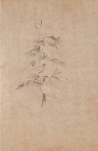 Estudio de plantas de Jens Juel