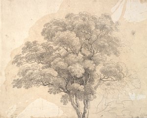 Estudio de copa de árbol de Jens Juel