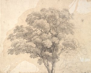 Estudio de copa de árbol de Jens Juel