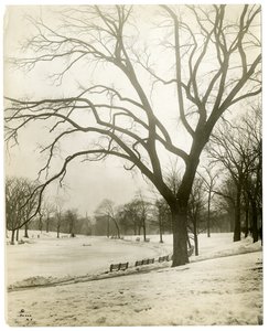 Boston Common y estanque de ranas, junto al árbol, Boston, EE.UU., c.1902-10 de Jessie Tarbox Beals