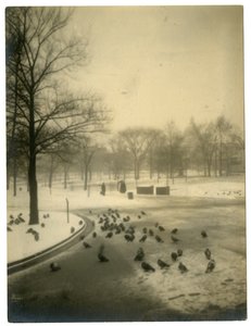 Común con palomas, Boston, EE.UU., c.1902-10 de Jessie Tarbox Beals