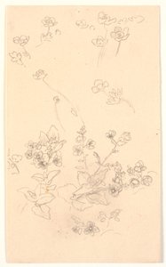 Estudios de flores de Joakim Frederik Skovgaard