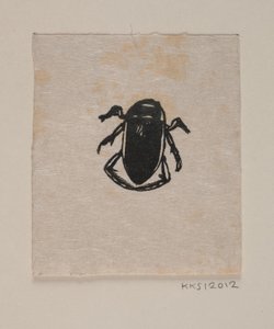 Escarabajo acuático de Joakim Frederik Skovgaard