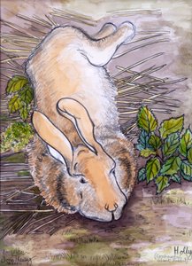 Holly, el conejo gigante continental de Joan Thewsey