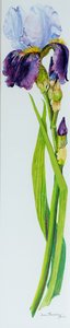 Iris con tres brotes