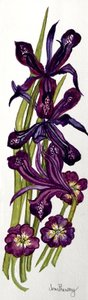 Iris y prímulas de Joan Thewsey