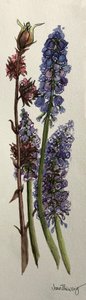 Muscari y Viburnum bodnantense