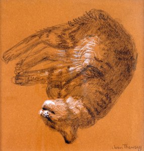 Gato atigrado durmiendo, 2005
