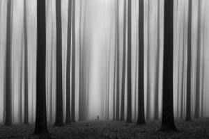 Sendero del bosque brumoso de Jochen Bongaerts