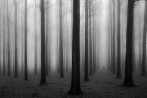 El misterioso bosque brumoso de Jochen Bongaerts