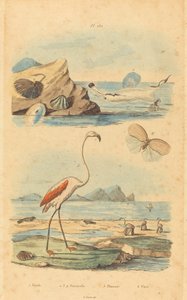 Flamencos y conchas de Joh. Baptist Pfitzer after Acavie Baron