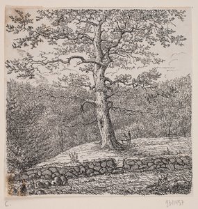 El roble de Niels Ebbesen en Nørreris de Johan Aagaard