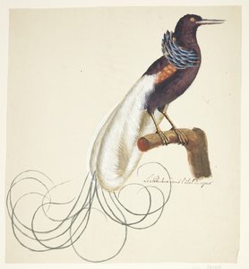 Pájaro exótico