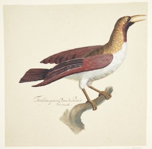 Pájaro de Johan Christian Ernst Walter