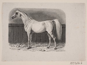 Un caballo de Johan Frederik Rosenstand