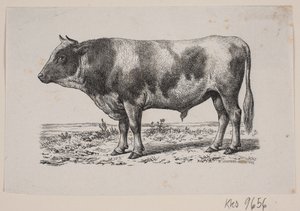Un toro