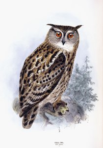 Búho real de Johan Gerard Keulemans