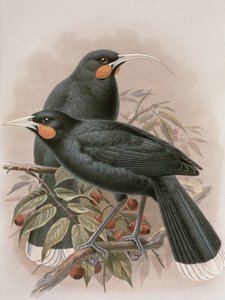 Huia, ilustración de 