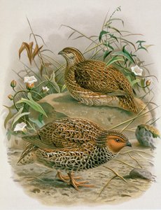 Codorniz de Nueva Zelanda, ilustración de 