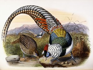 Thaumalea Amherstiae de Johan Gerard Keulemans